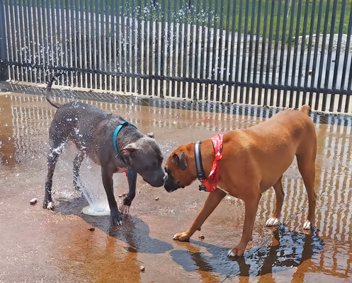 Dog Park at Rocky Fork Metro Park photo 1
